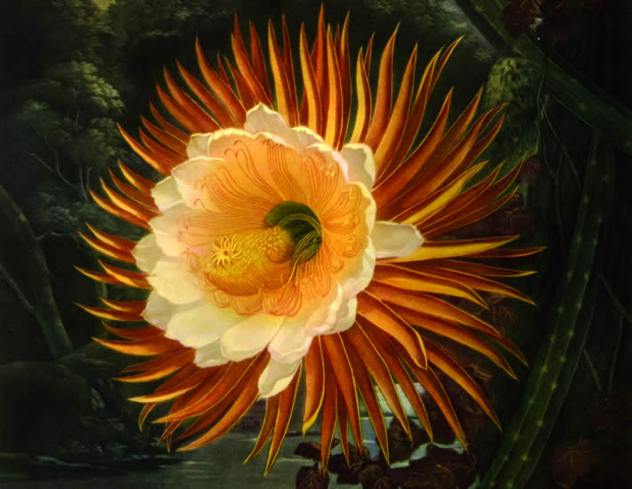 <b>Queen of the Night: Cereus by Sitwell, Sacheverell, and Wilfrid Blunt</b><br>can be found in <i>Great Flower Books</i> at Woodward Library Memorial Room Extension Z1023 .S4 1956