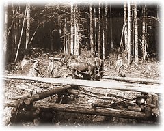 Horse-logging in forest